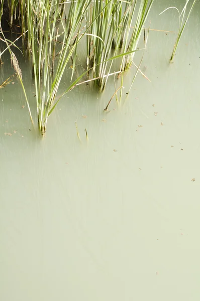 Sockerrör i floden — Stockfoto