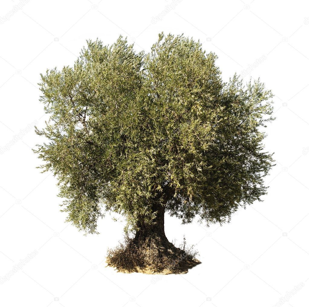 Olive tree white isolated