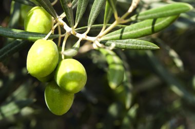 Olives on a branch clipart