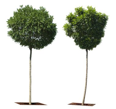 yeşil ağaçlar üzerinde beyaz izole