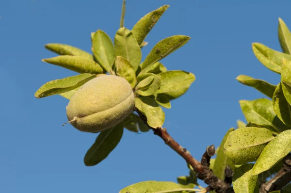 Branch of almond tree — Stock Photo, Image