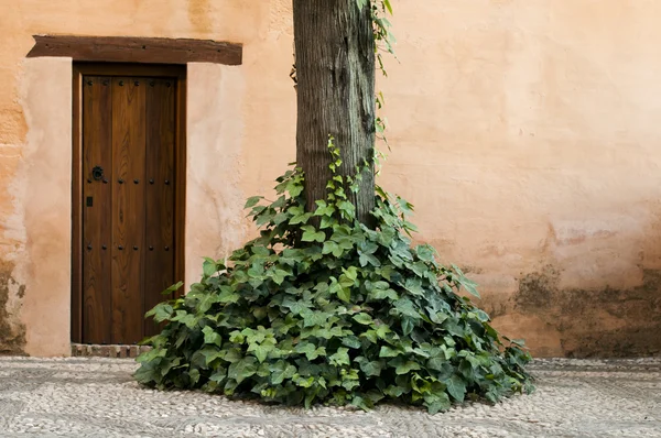 Holztür und Efeu — Stockfoto