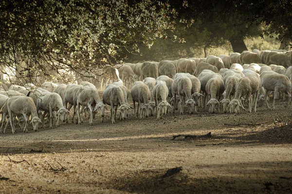 Koyun sürüsü — Stok fotoğraf