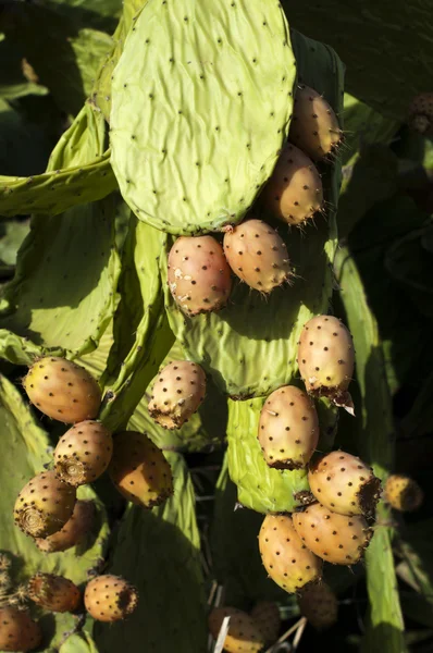 Frutas de cactus — Foto de Stock