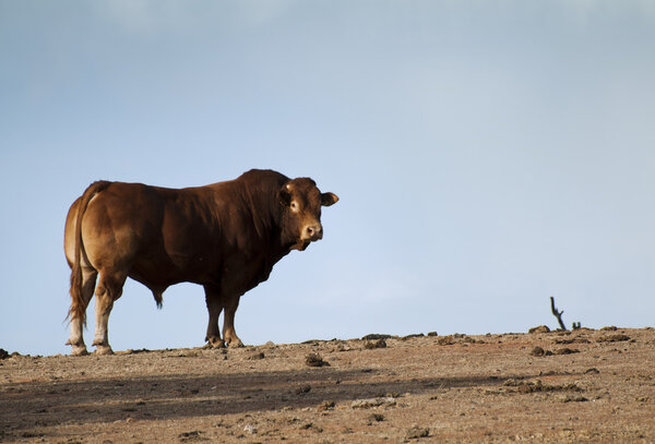 Toro en la granja — Foto de Stock