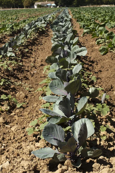 Plantation with cabbage — Stock Photo, Image