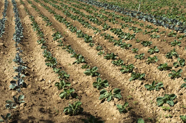 Plantation with cabbage — Stock Photo, Image