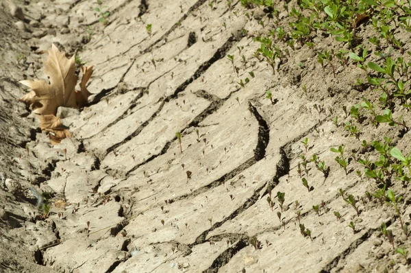 Land parched land — Stock Photo, Image