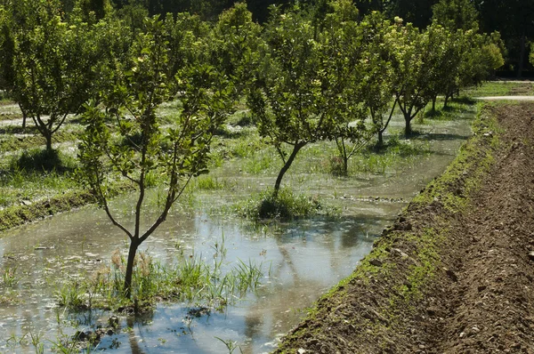 Watering orchard — Stock Photo, Image