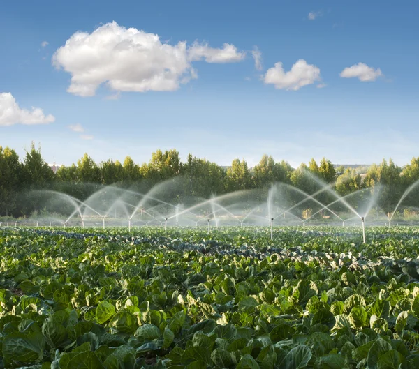 Sistemas de irrigação em uma horta — Fotografia de Stock