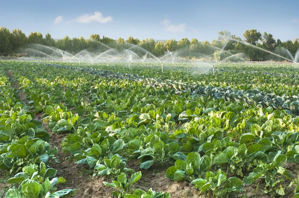 Irrigation systems in a vegetable garden — Stock Photo, Image