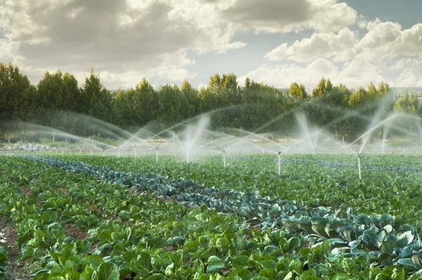 Irrigation systems in a vegetable garden — Stock Photo, Image