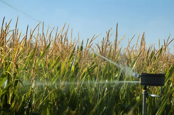 Watering the corn plantation — Stock Photo, Image