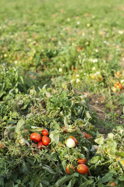 Tomate plantation — Photo