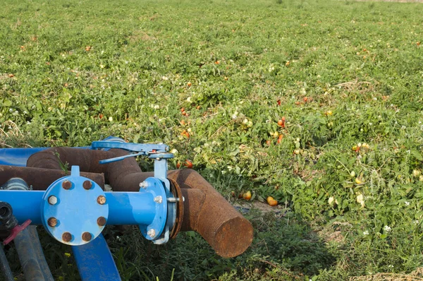 Sistema de riego en plantación de tomate — Foto de Stock