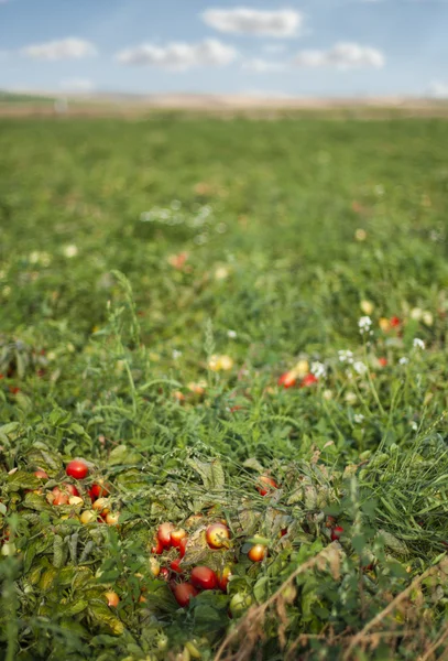 Tomaat plantage — Stockfoto