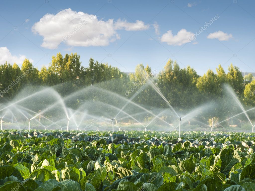 Irrigation systems in a vegetable garden — Stock Photo ©