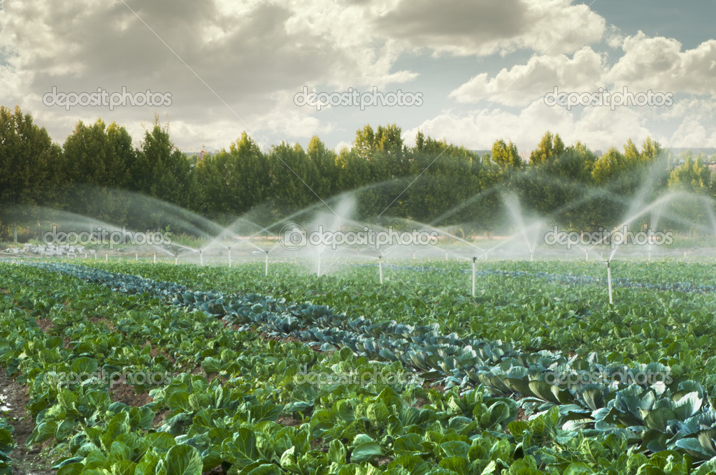 Bewässerungssysteme im Gemüsegarten Stockfotografie lizenzfreie