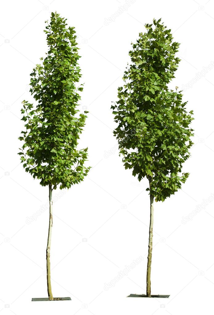 Green trees isolated on white