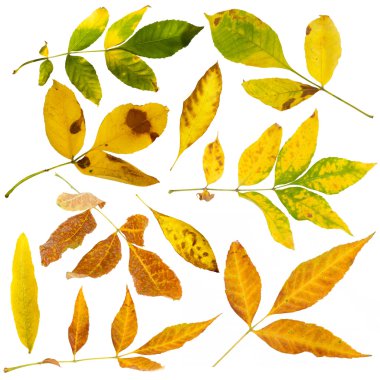 sonbahar set bırakır. beyaz izole