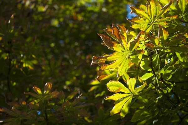 秋の紅葉の自然な背景 — ストック写真