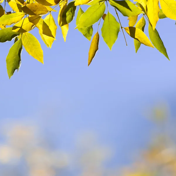 Naturliga bakgrund med höstlöv — Stockfoto