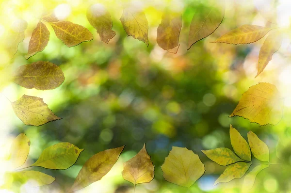 Естественный фон с осенними листьями — стоковое фото