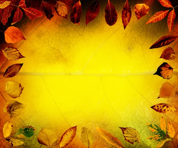 Border of autumn leaves — Stock Photo, Image