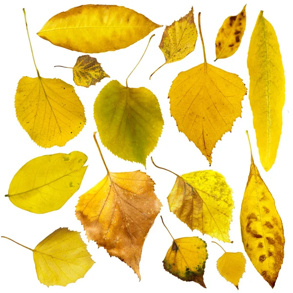 Conjunto de hojas de otoño. Blanco aislado — Foto de Stock
