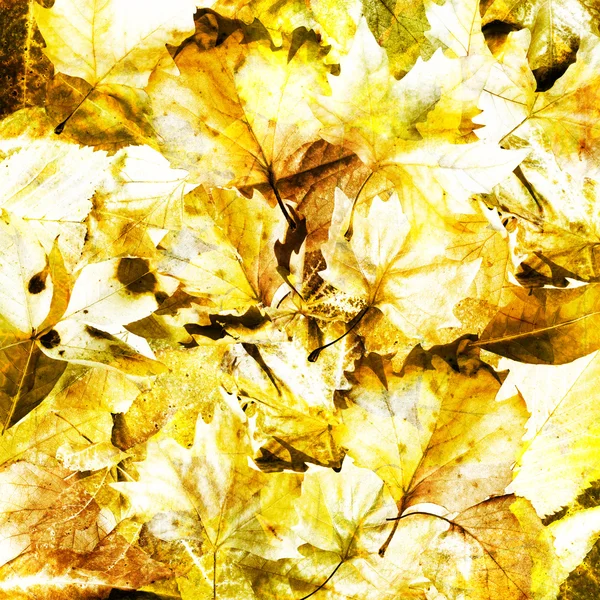 Höst löv bakgrund — Stockfoto