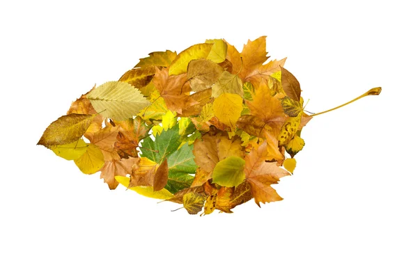 Осенние листья готовы. Белый изолированный — стоковое фото