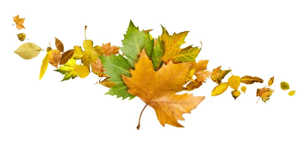 Conjunto de hojas de otoño. Blanco aislado — Foto de Stock