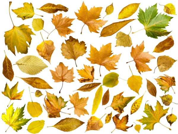 Conjunto de hojas de otoño. Blanco aislado — Foto de Stock