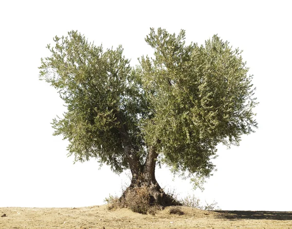 Olivovník bílé izolované — Stock fotografie