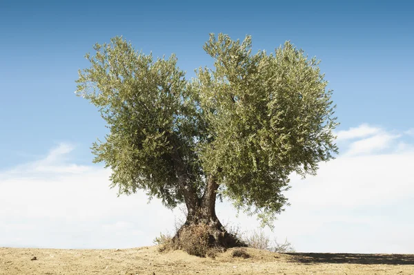 Olijfboom op blauwe hemel — Stockfoto