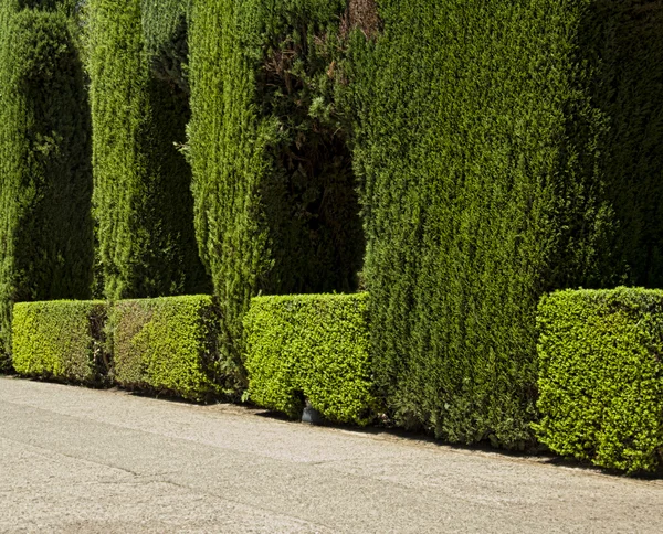Garten mit grünen Sträuchern — Stockfoto