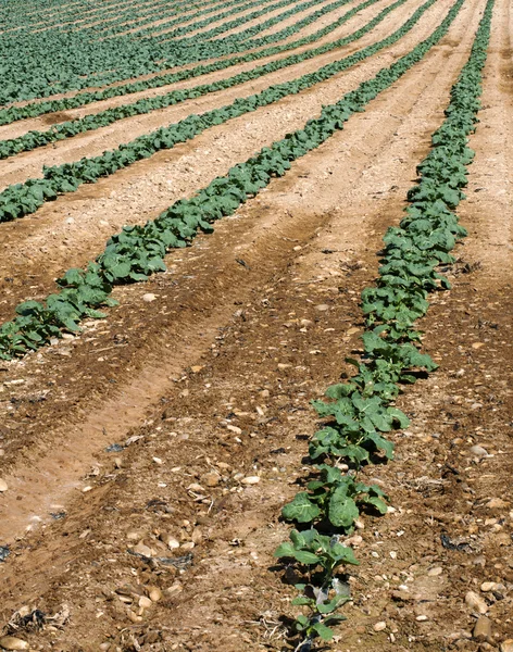 キャベツのプランテーション — ストック写真