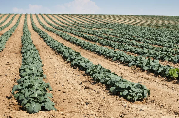 Plantación de col — Foto de Stock