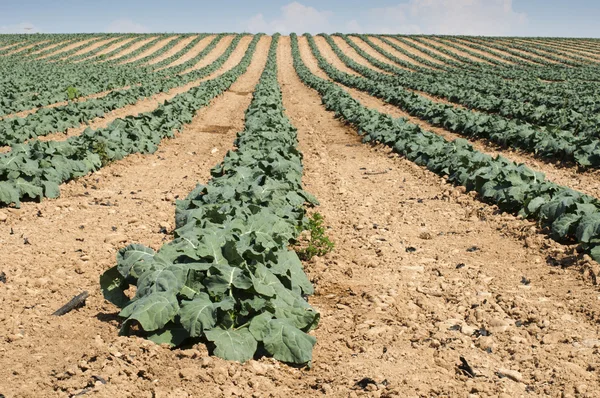 Cabbage plantation — Stock Photo, Image