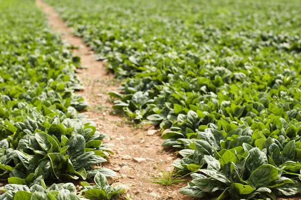 Plantación de espinacas — Foto de Stock