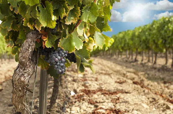 Vinice v řádcích a modrá obloha — Stock fotografie