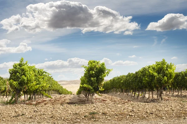 Viñedos en hileras y cielo azul — Foto de Stock