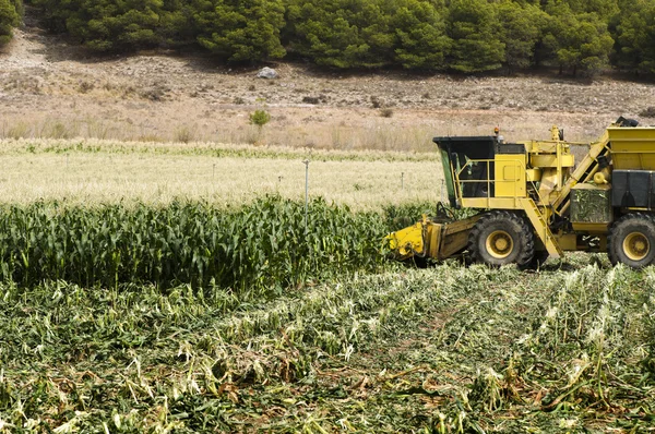 Cosechadora cosecha maíz — Foto de Stock