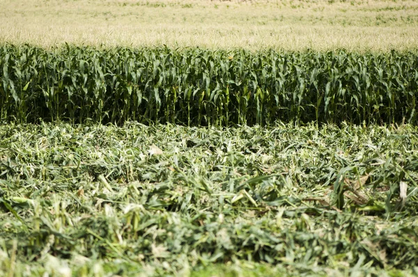 Harvested corn plantation — Stock Photo, Image