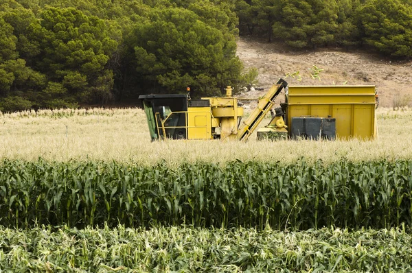 Harvester reaps corn — Stock Photo, Image