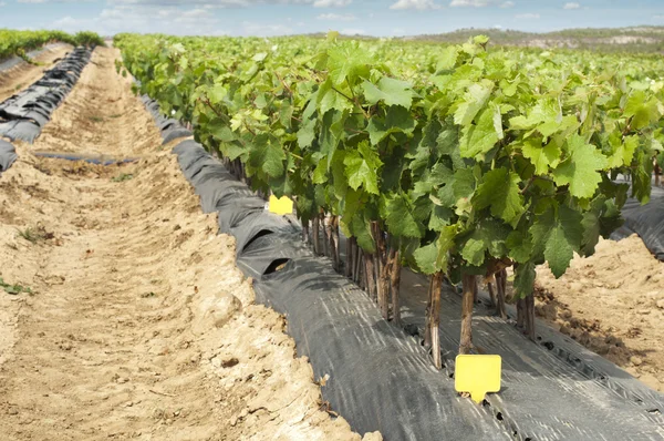 Jonge wijngaarden in rijen. — Stockfoto