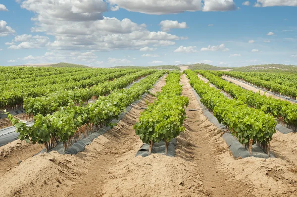 Jeunes vignobles en rangées . — Photo