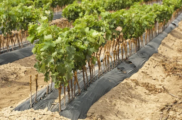 Young Vineyards in rows. — Stock Photo, Image