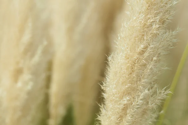 Crema renkli kabarık bitkiler — Stok fotoğraf