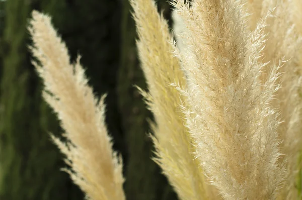Кремовий колір пухнастих рослин — стокове фото